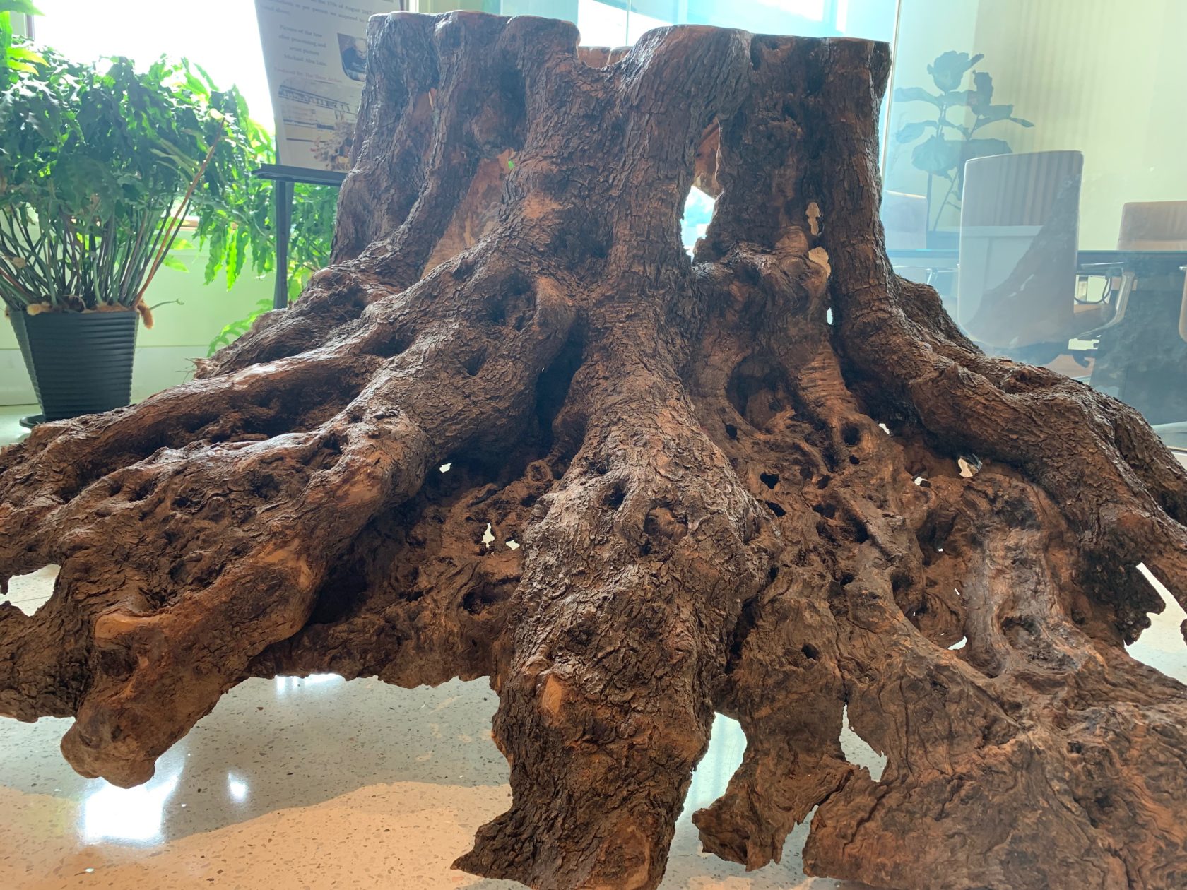 The Story Behind the M1 Bank Olive Tree Trunk